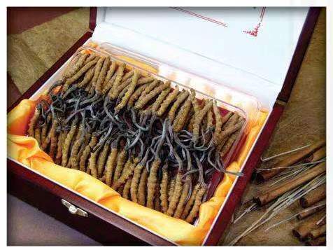 石碌镇冬虫夏草回收